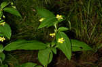 Fringed loosestrife